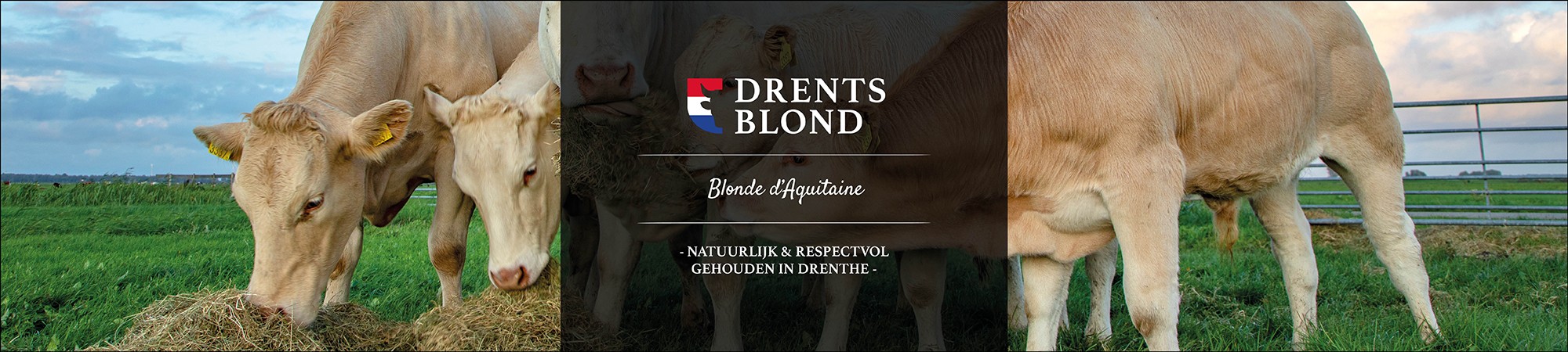 Drents Blond NLD
