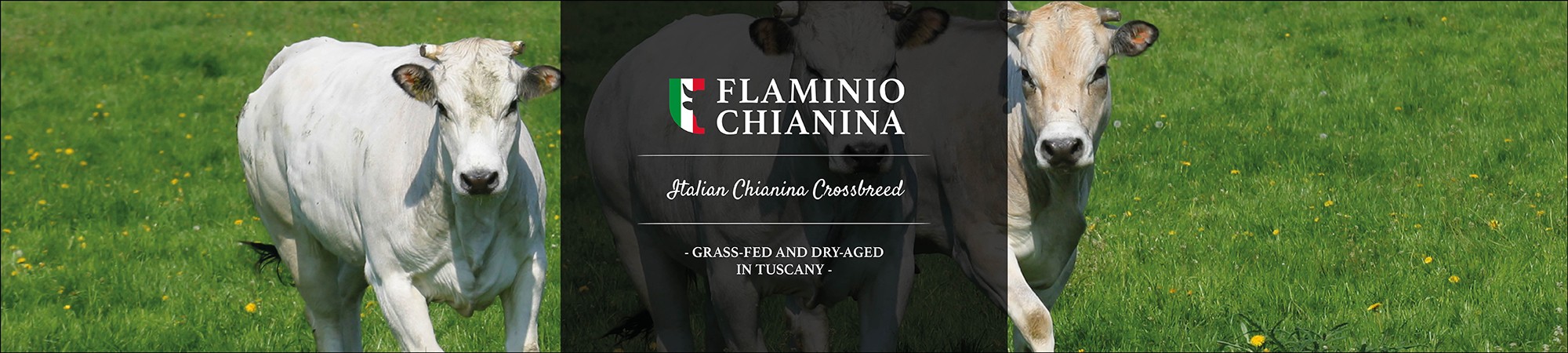 Flaminio Chianina ITA