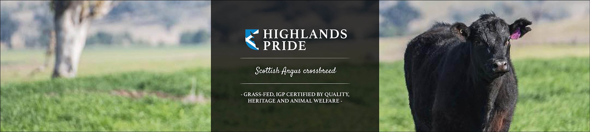 Highlands Pride SCO (crossbreed)