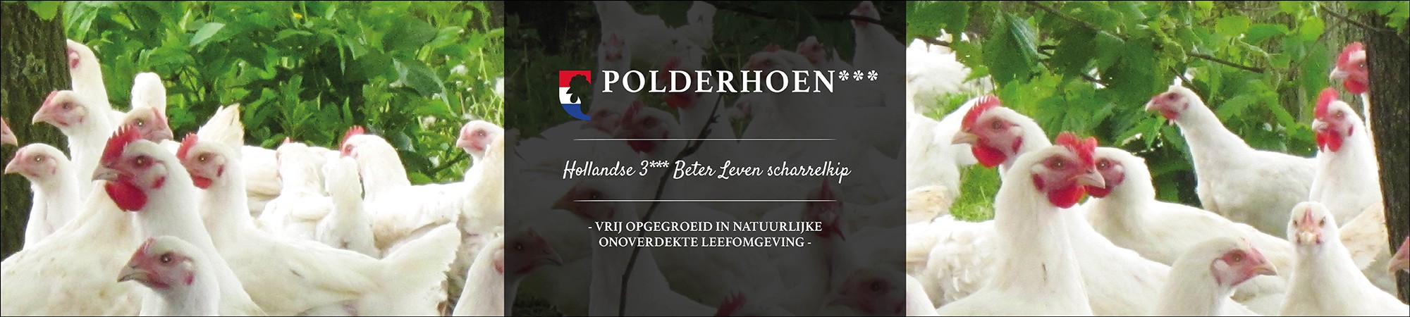 Polderhoen*** NLD